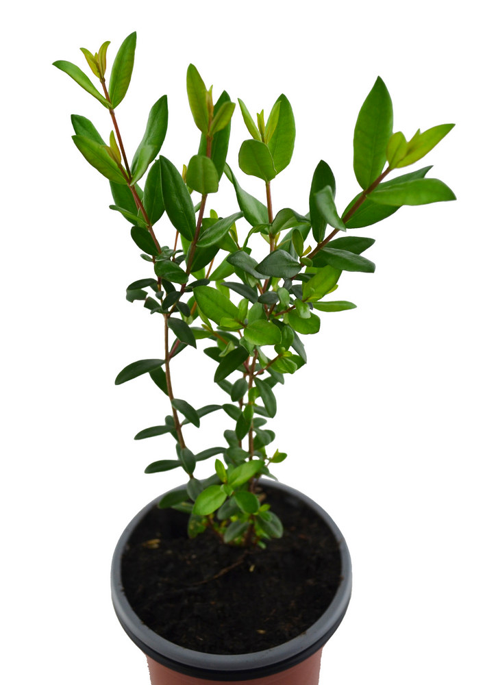 Mirto
