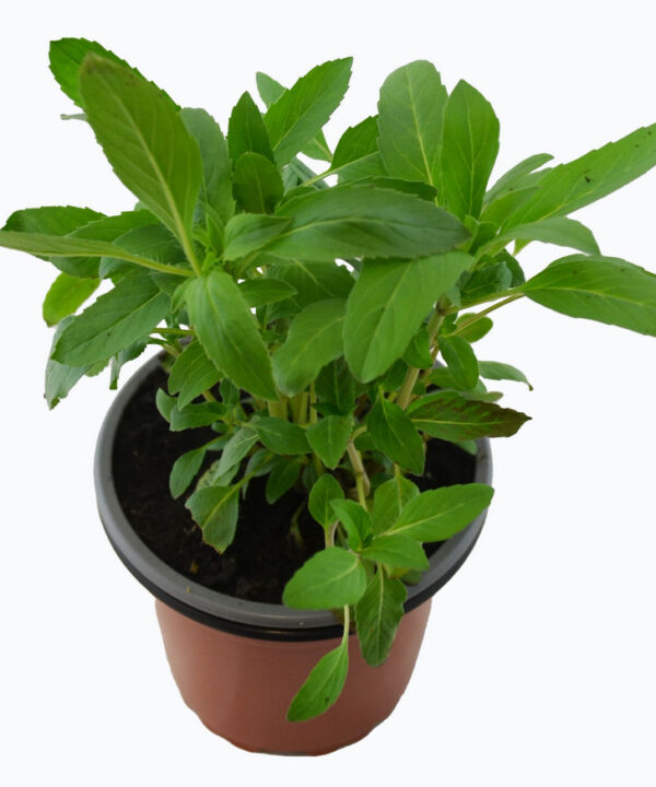 Monarda lambada
