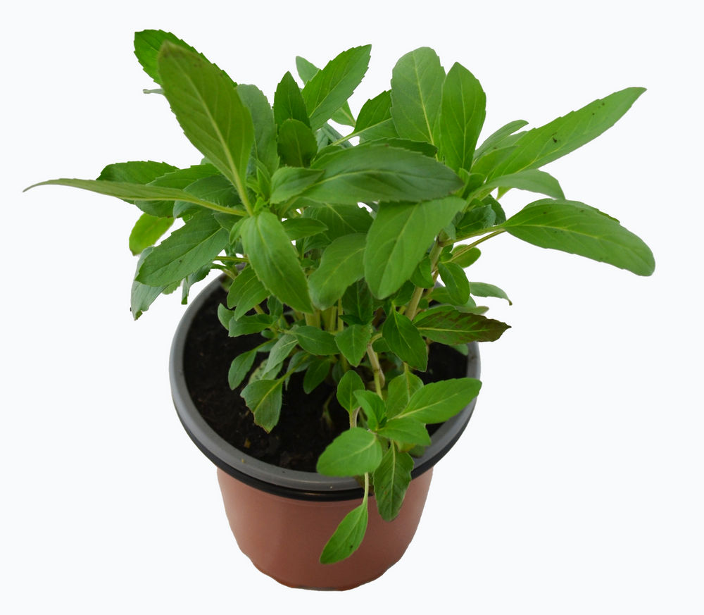Monarda lambada