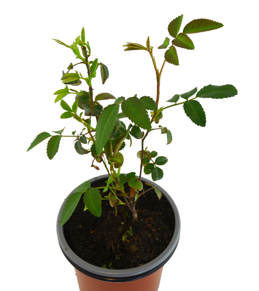 Rosal silvestre