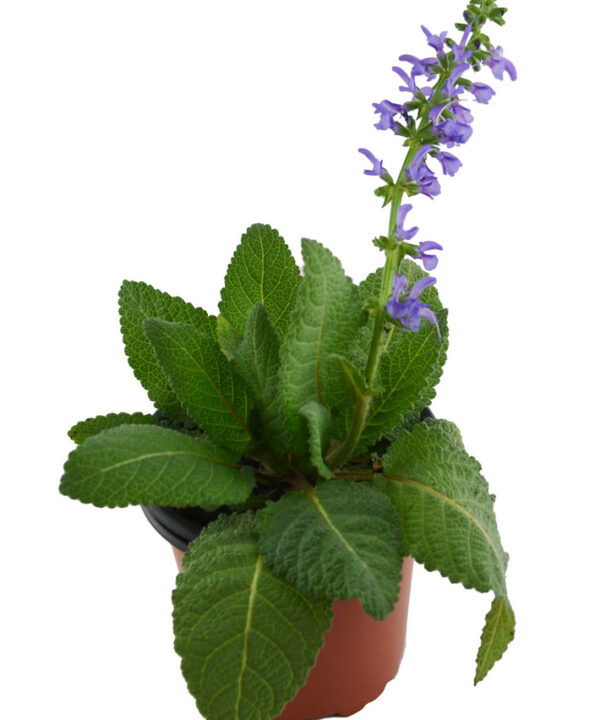 Salvia de los prados