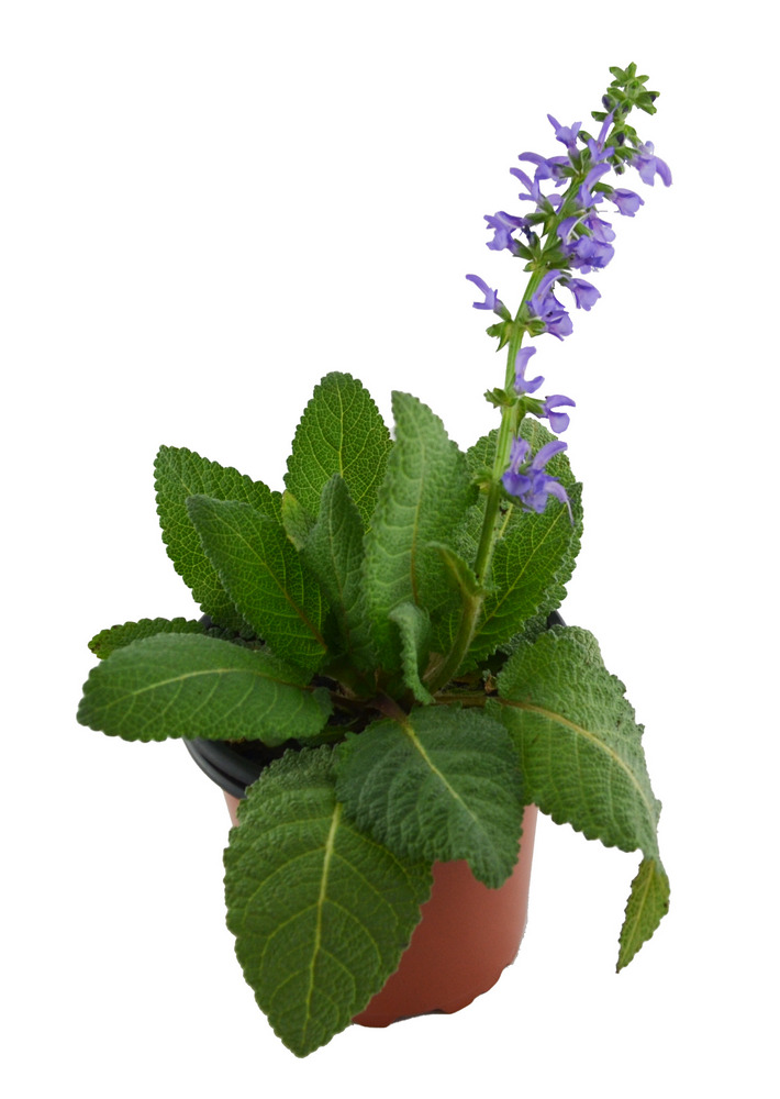 Salvia de los prados