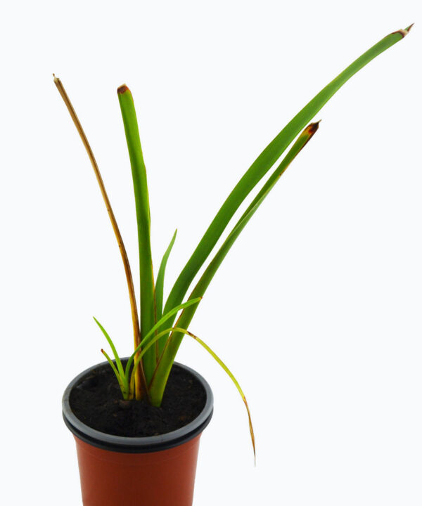 Planta hacer cuerdas