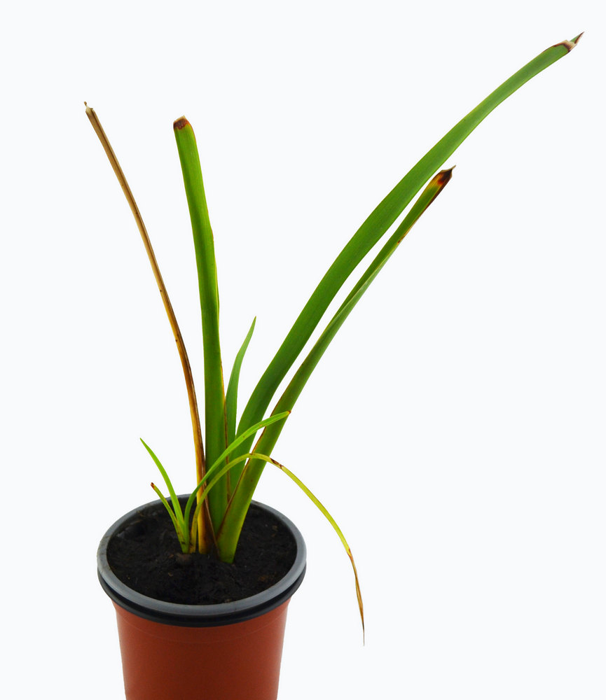 Planta hacer cuerdas