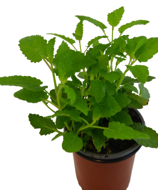 Alcachofa china / bulbo comestible
