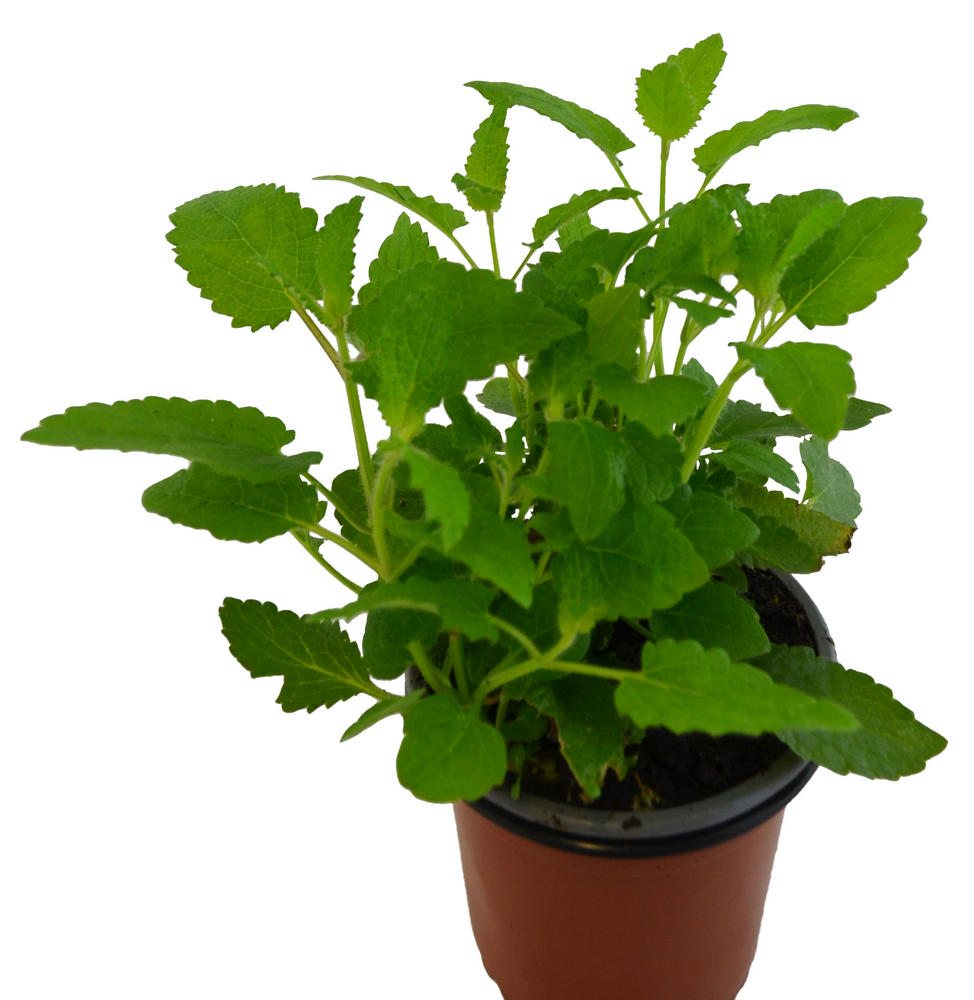 Alcachofa china / bulbo comestible