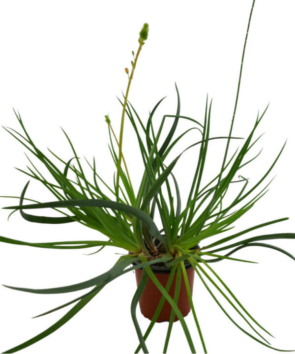 Bulbine frutescens