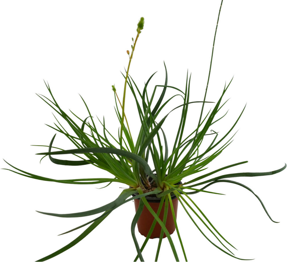 Bulbine frutescens