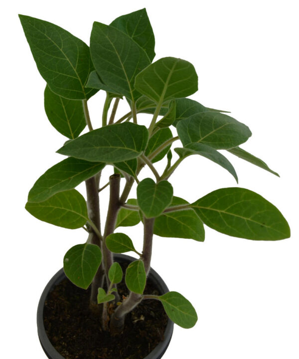 Floripondio blanco perenne