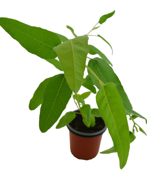 Eucalipto limón