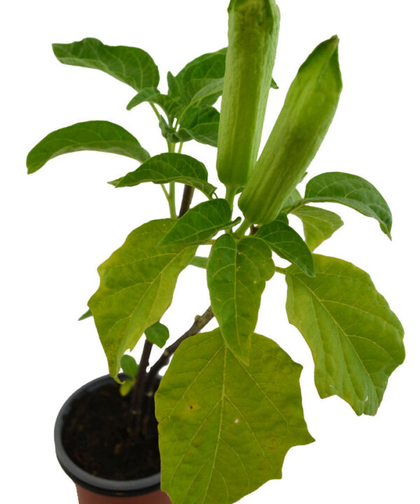 Floripondio amarillo perenne