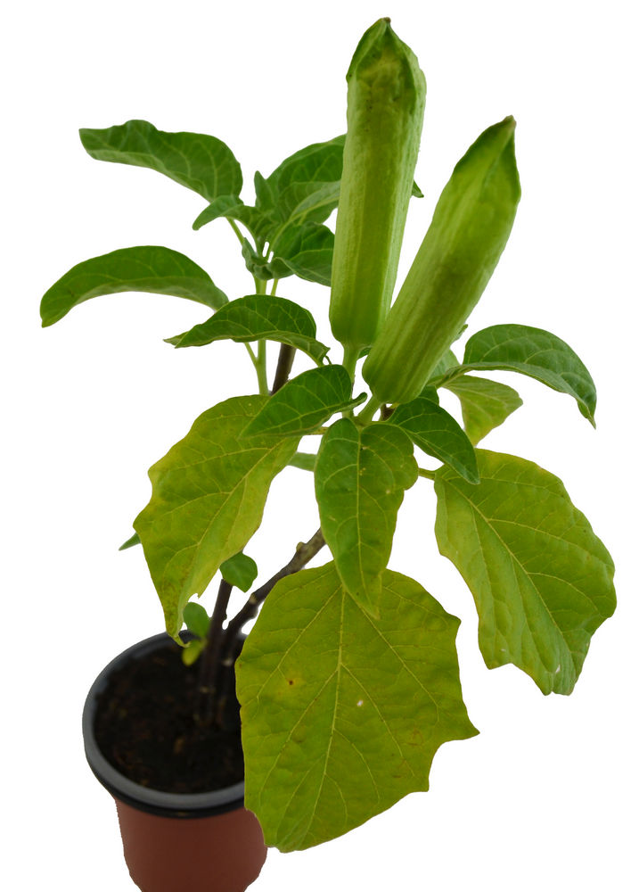 Floripondio amarillo perenne