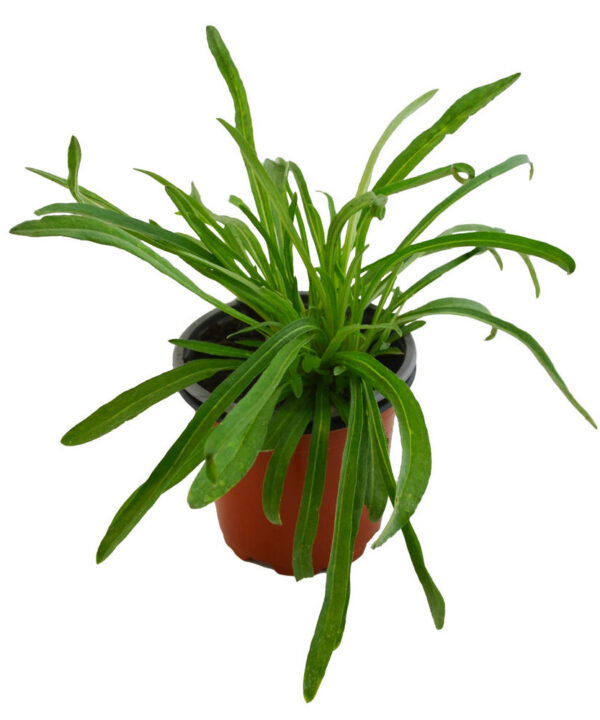 Edelweiss