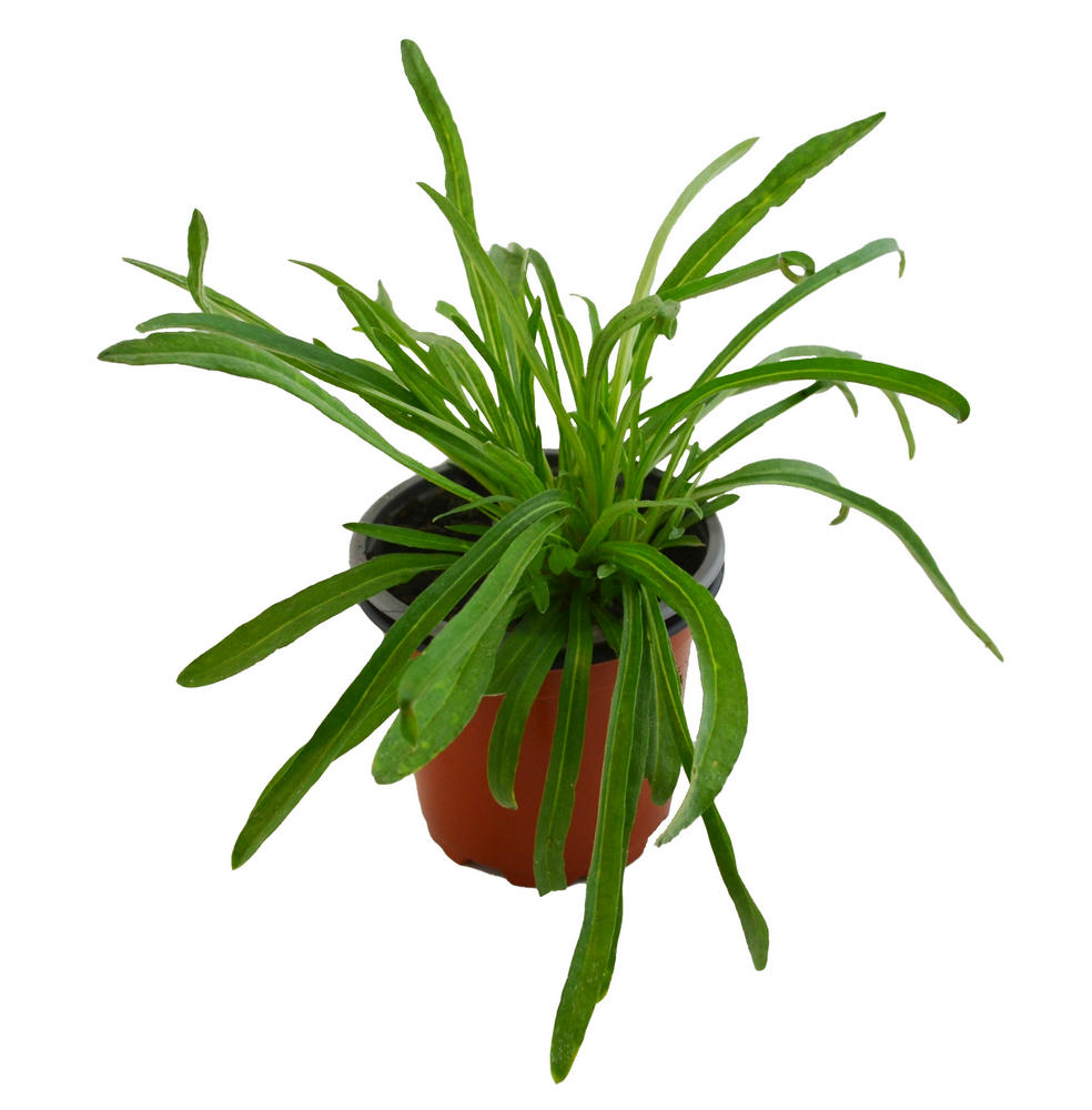 Edelweiss