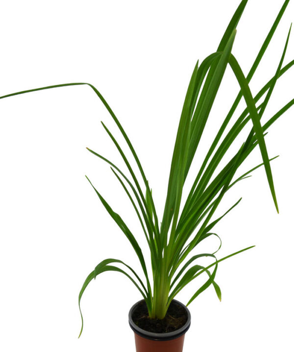 Hemerocallis