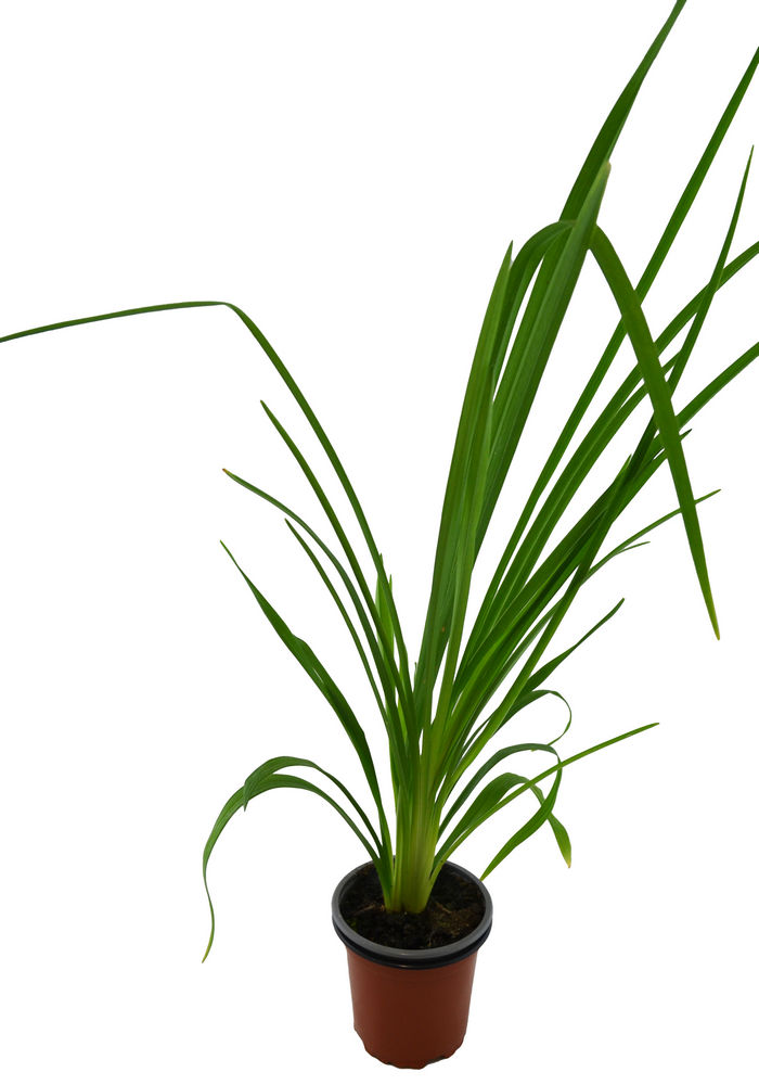 Hemerocallis