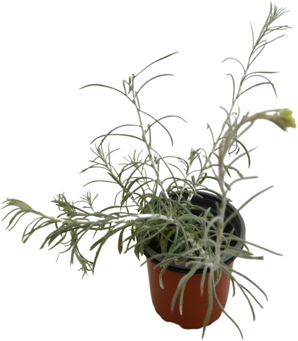 Siempreviva italicum olor curry