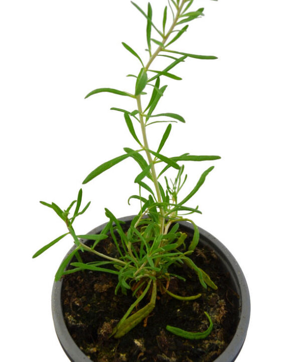 Goji negro