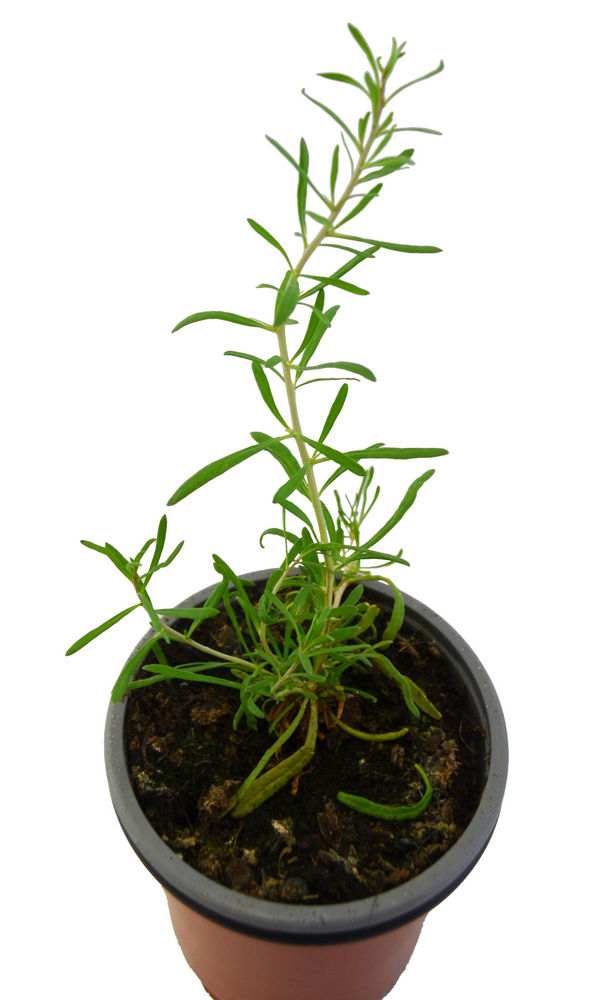 Goji negro