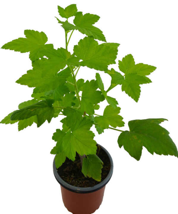 Grosella negra baixa patio black