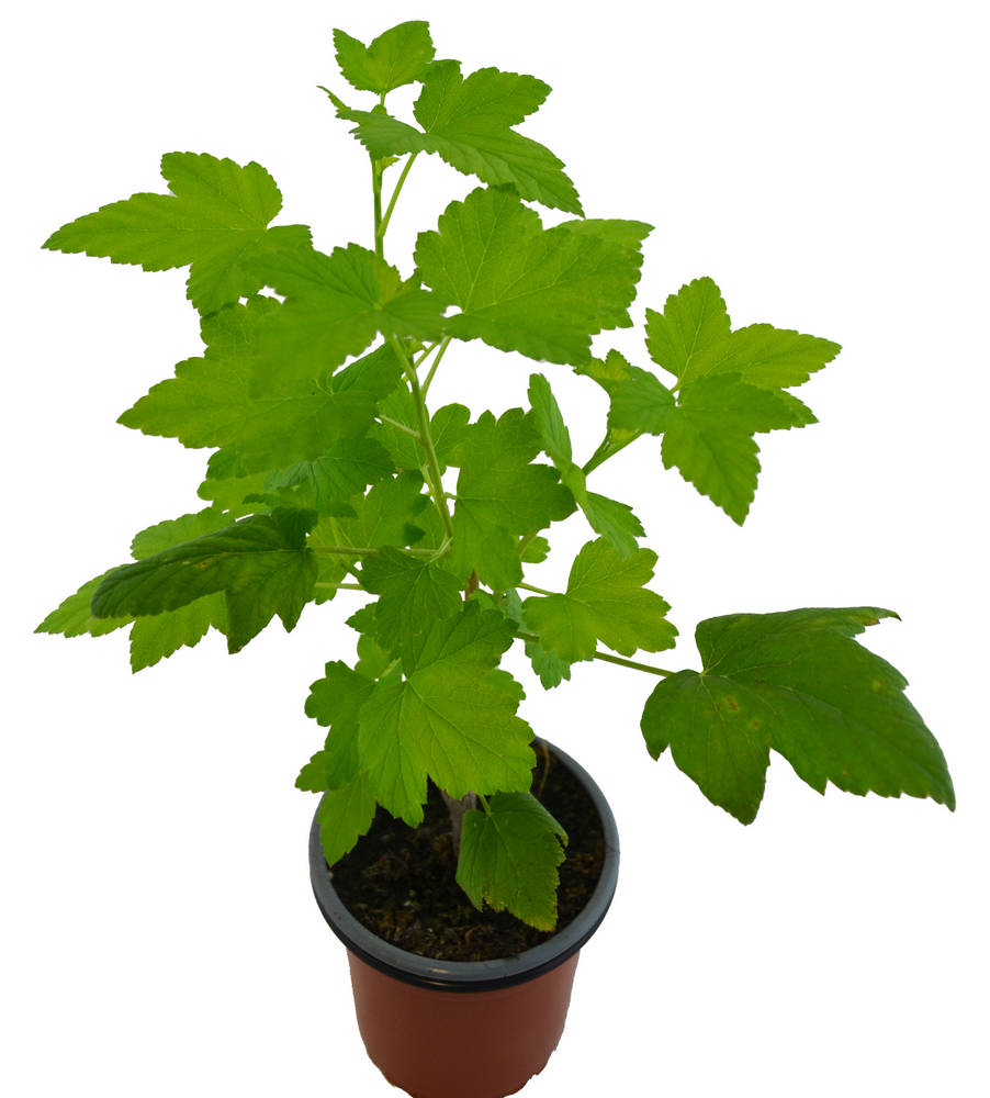 Grosella negra baixa patio black