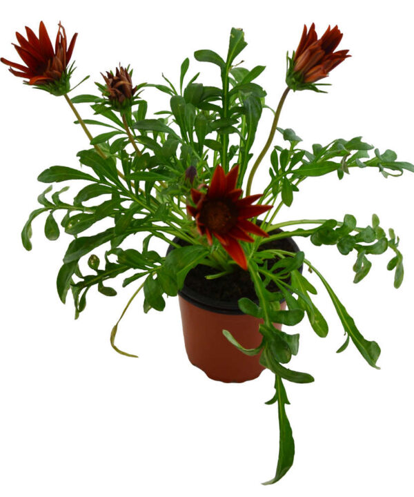 Gazania amarilla