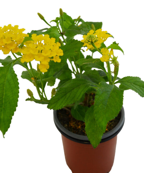 Lantana cámara amarilla
