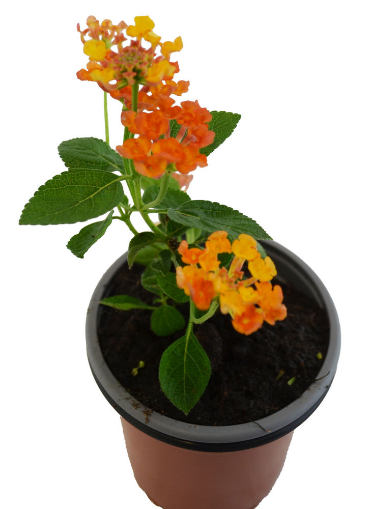 Lantana cámara naranja