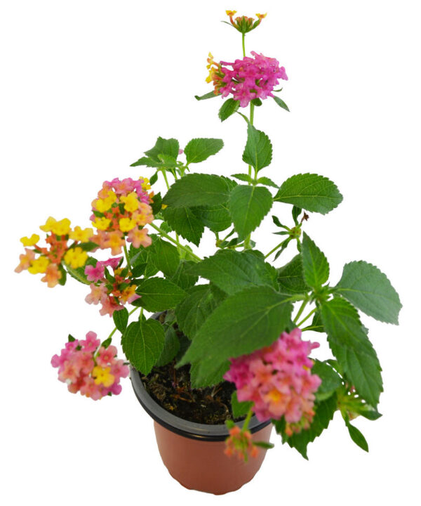 Lantana cámara rosa