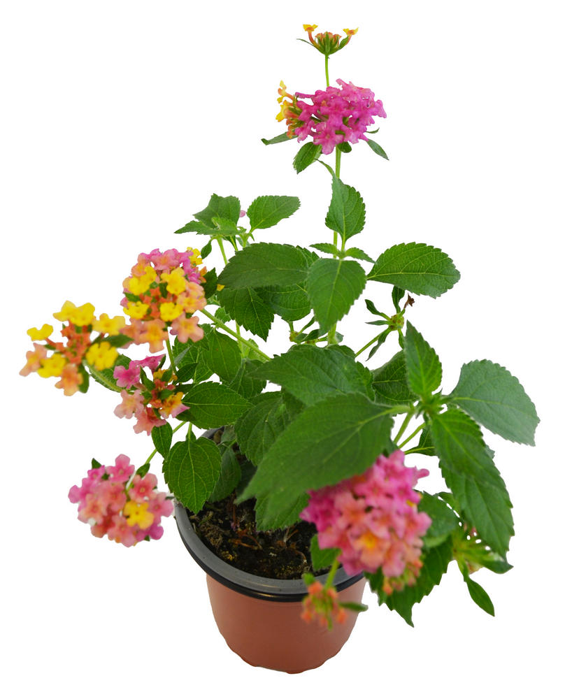 Lantana cámara rosa