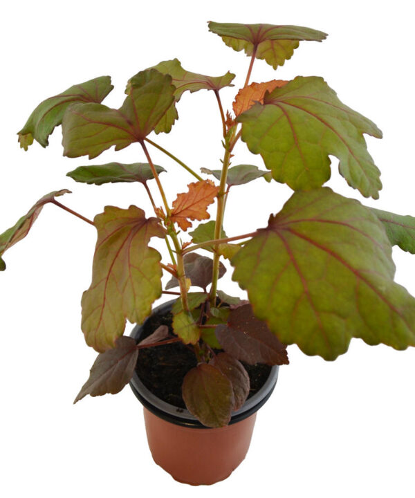Hibisco acetosella