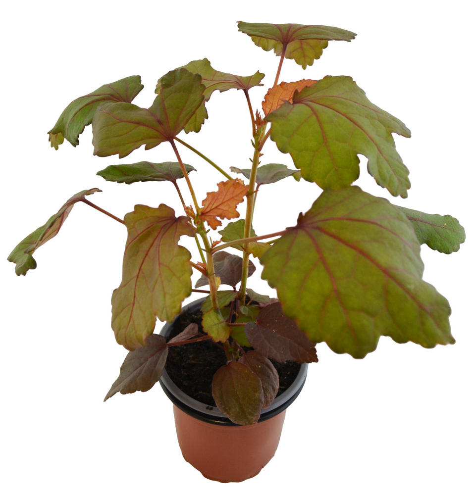 Hibisco acetosella