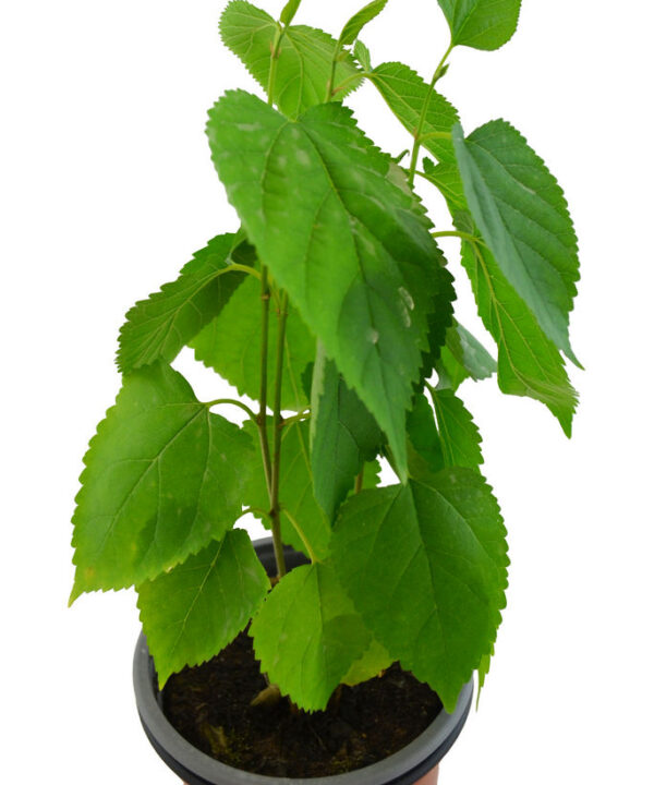 Morera árbol fruto blanco
