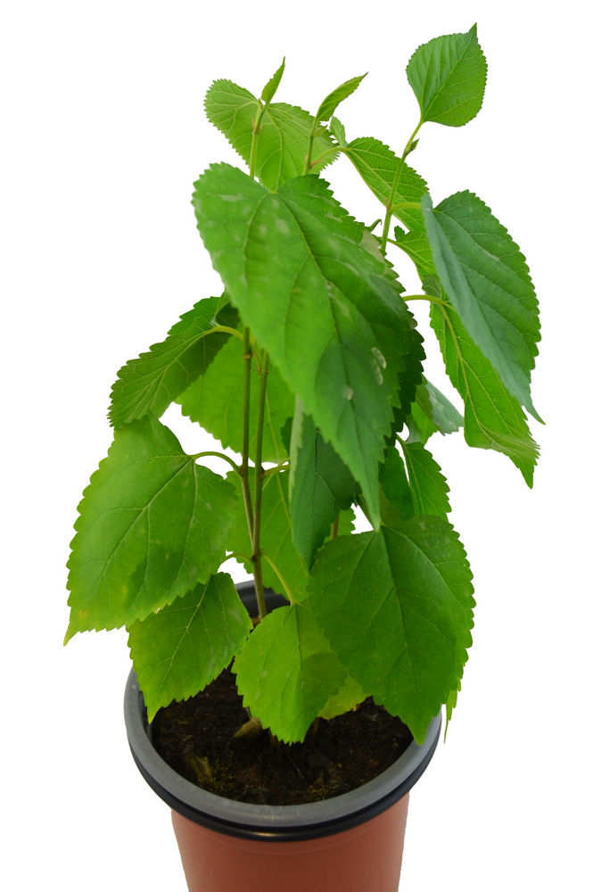 Morera árbol fruto blanco