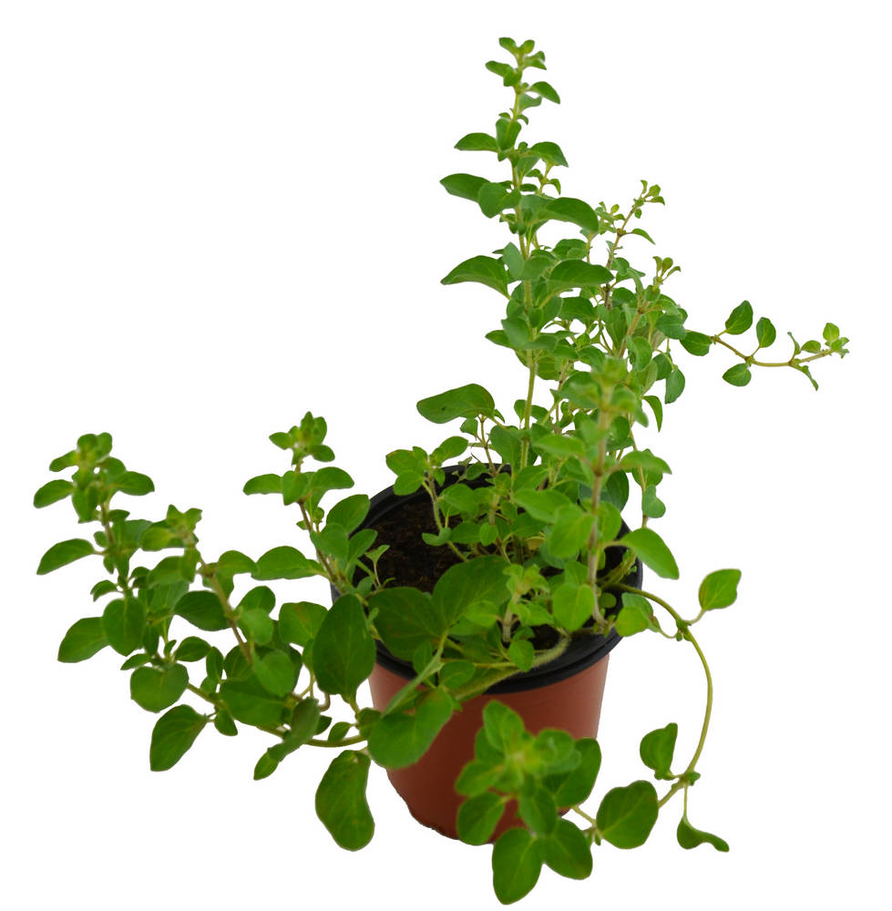 Orégano aromático griego