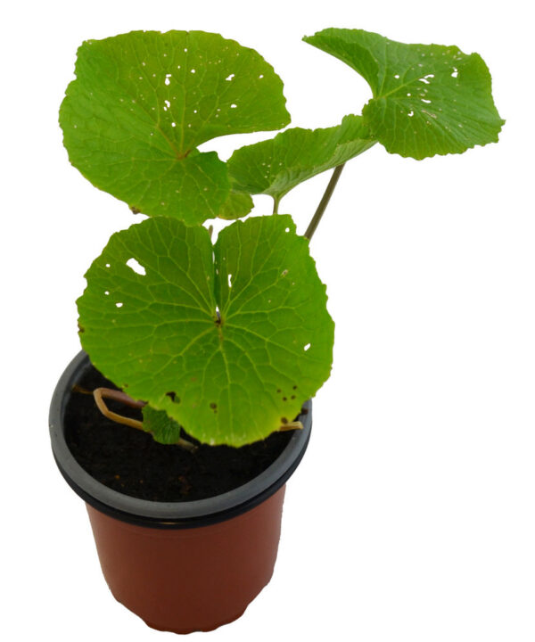 Wasabi rojo
