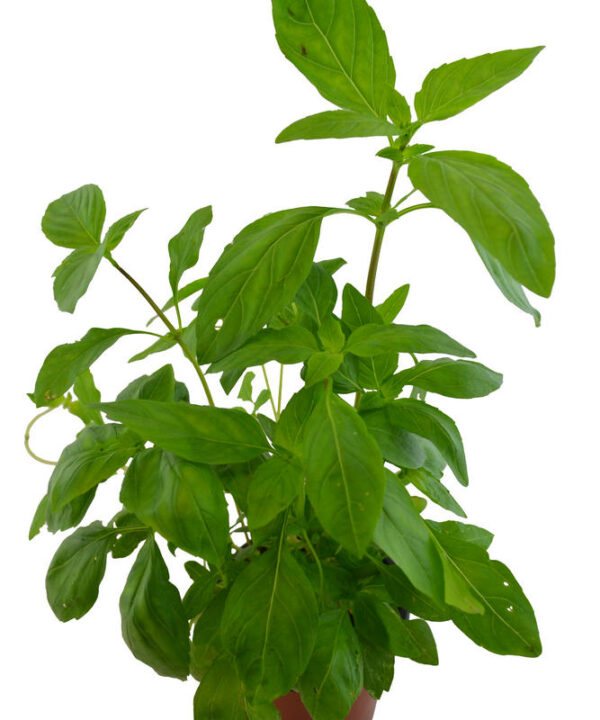 Albahaca tailandesa