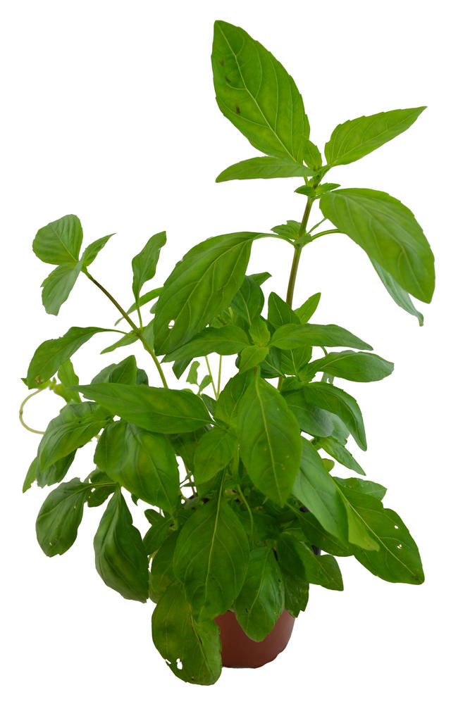 Albahaca tailandesa