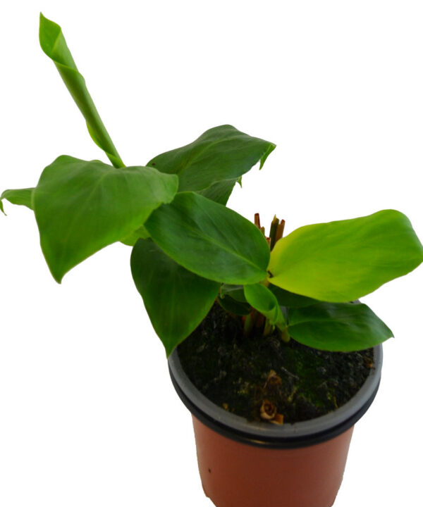 Cardamomo