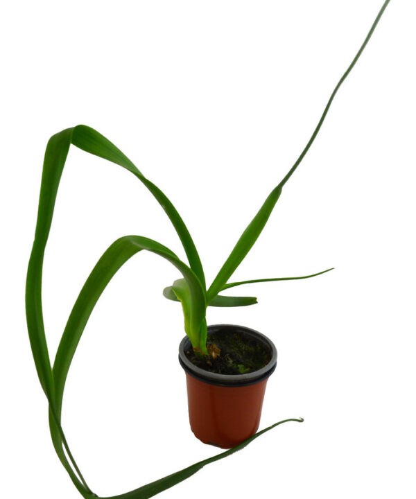 Cebolla almorranera