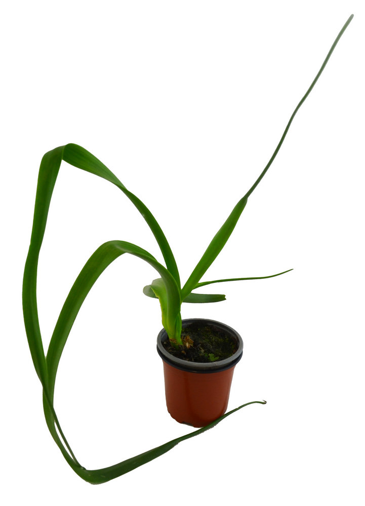 Cebolla almorranera