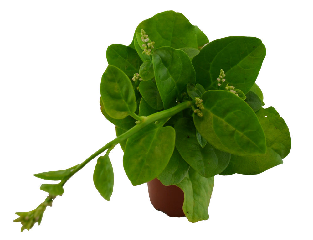 Espinaca enredadera verde