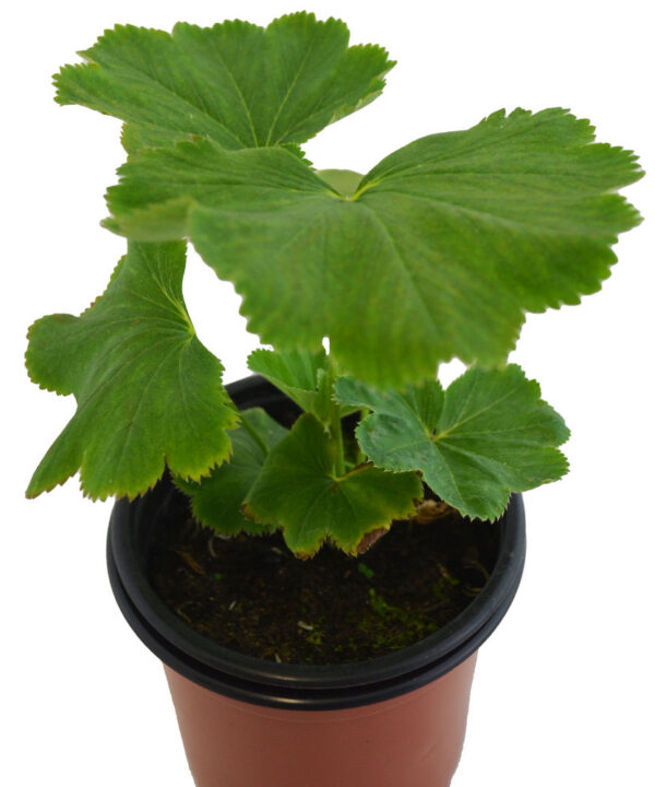 Pie de león vulgaris