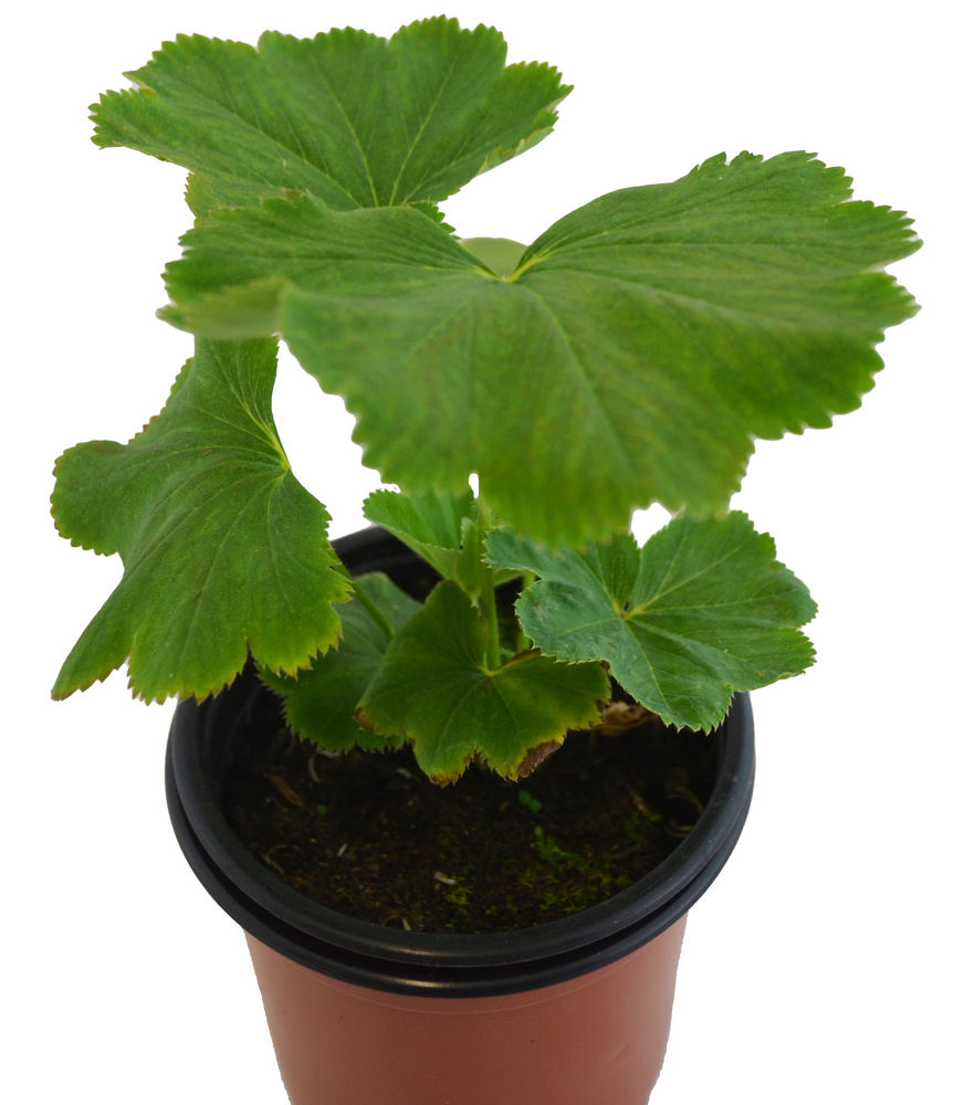 Pie de león vulgaris