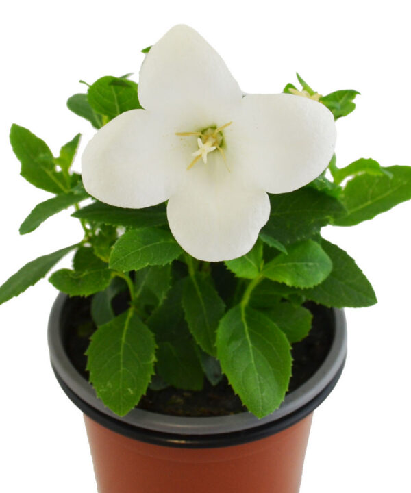 Platycodon blanco