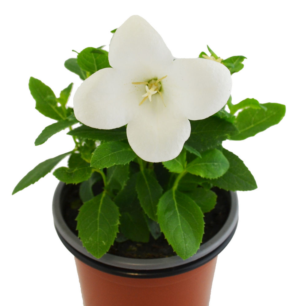 Platycodon blanco