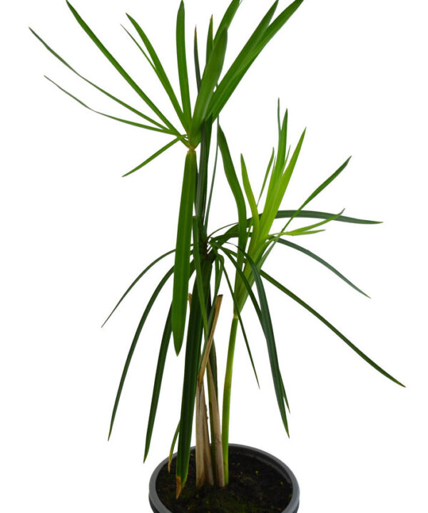 Papiro