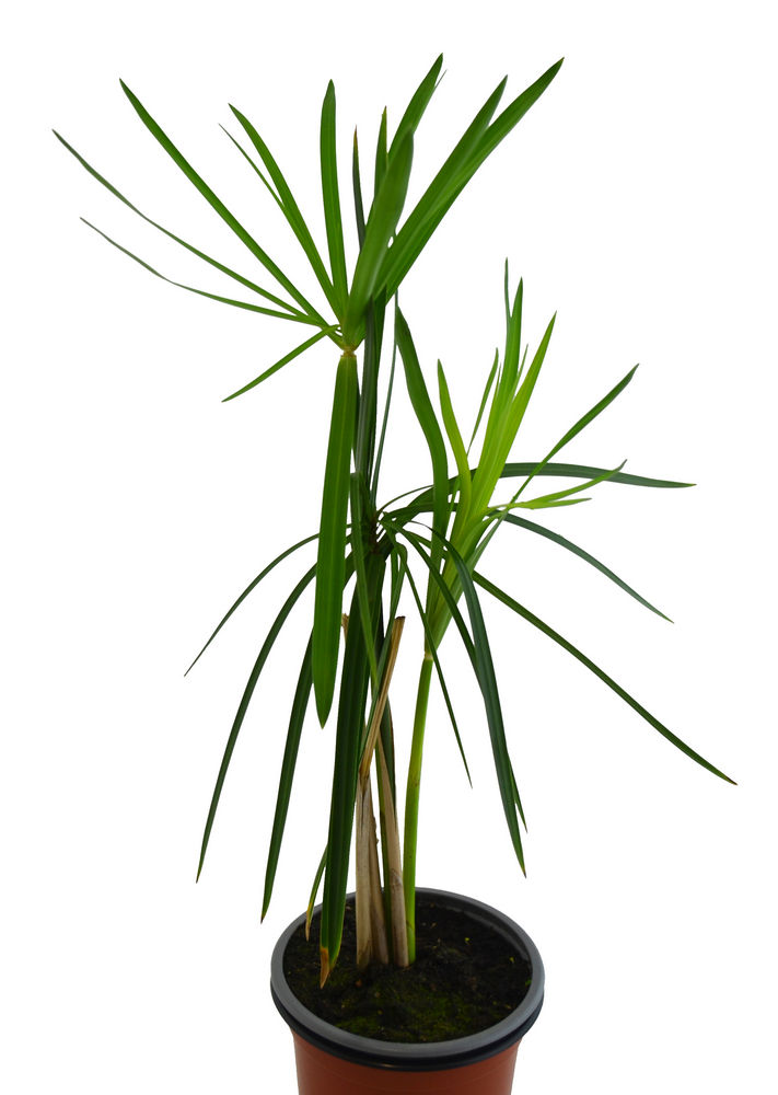 Papiro