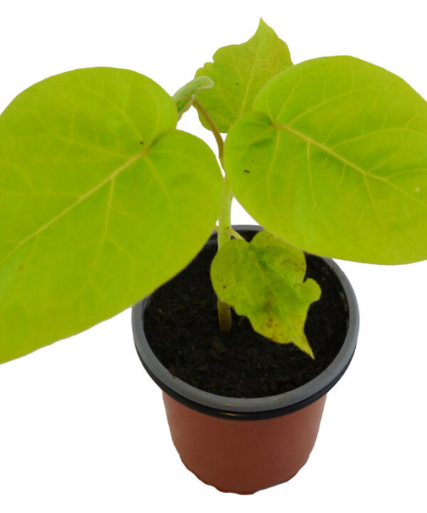 Tomate árbol naranja