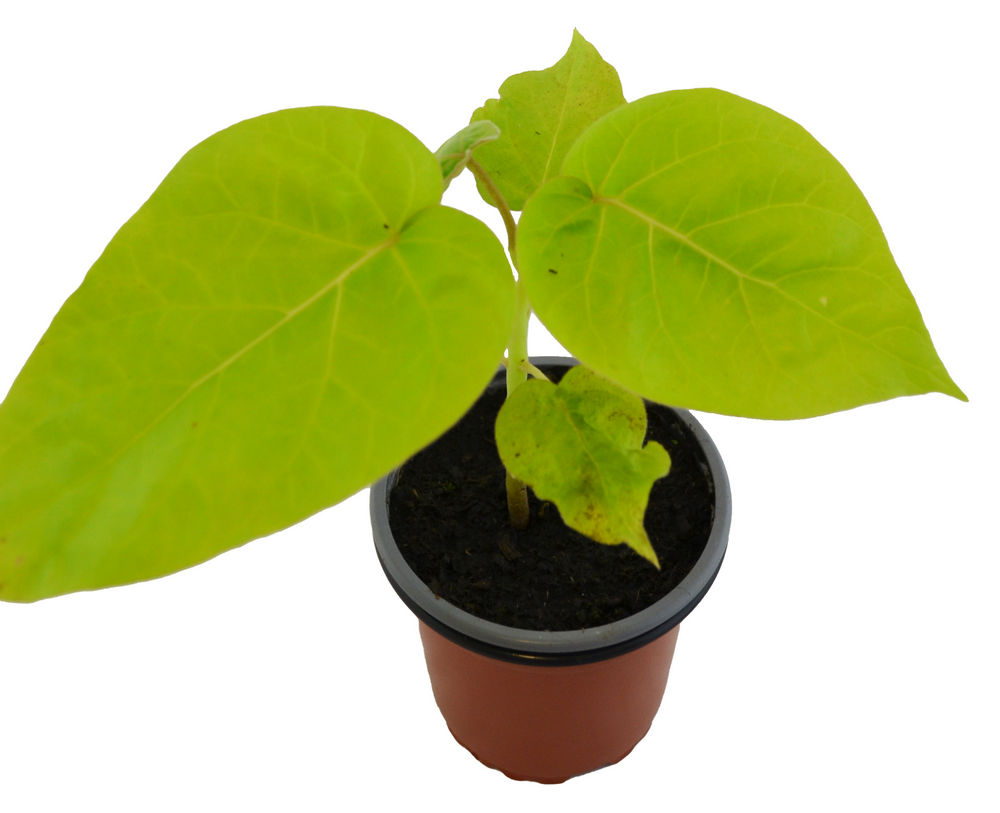 Tomate árbol naranja